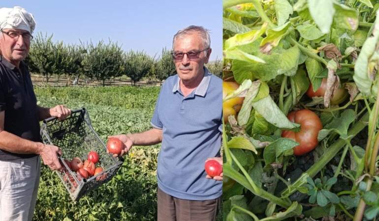 Lezzetini arayanlar akın ediyor! Manisa’da kaybolmaya yüz tutan ata tohumu domatesleri canlandıran kardeşlerin başarısı