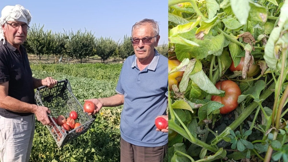 Lezzetini arayanlar akın ediyor! Manisa’da kaybolmaya yüz tutan ata tohumu domatesleri canlandıran kardeşlerin başarısı