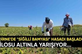 Edirne’de başladı: Sır gibi saklanan “Siğilli Bamyası” hasadı! Kilosu altın değerinde ama alıcısı çok