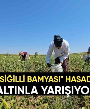 Edirne’de başladı: Sır gibi saklanan “Siğilli Bamyası” hasadı! Kilosu altın değerinde ama alıcısı çok
