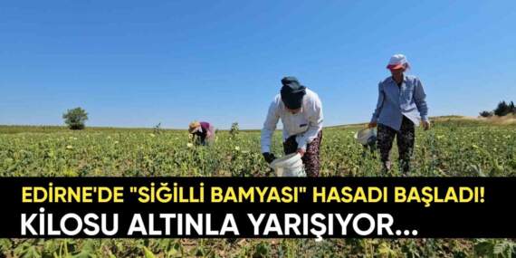 Edirne’de başladı: Sır gibi saklanan “Siğilli Bamyası” hasadı! Kilosu altın değerinde ama alıcısı çok
