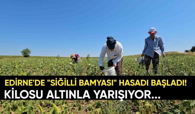 Edirne’de başladı: Sır gibi saklanan “Siğilli Bamyası” hasadı! Kilosu altın değerinde ama alıcısı çok