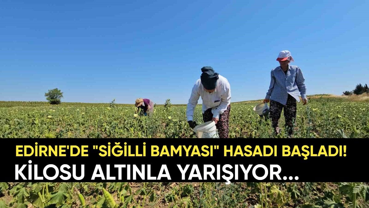 Edirne’de başladı: Sır gibi saklanan “Siğilli Bamyası” hasadı! Kilosu altın değerinde ama alıcısı çok