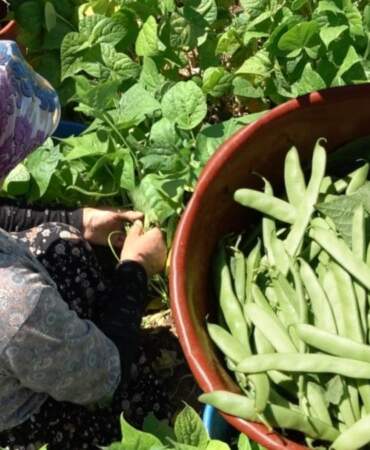 Maliyet yüksek, fiyat düşük! Çiftçi isyan etti: “Gelecek sene ekmeyeceğiz”