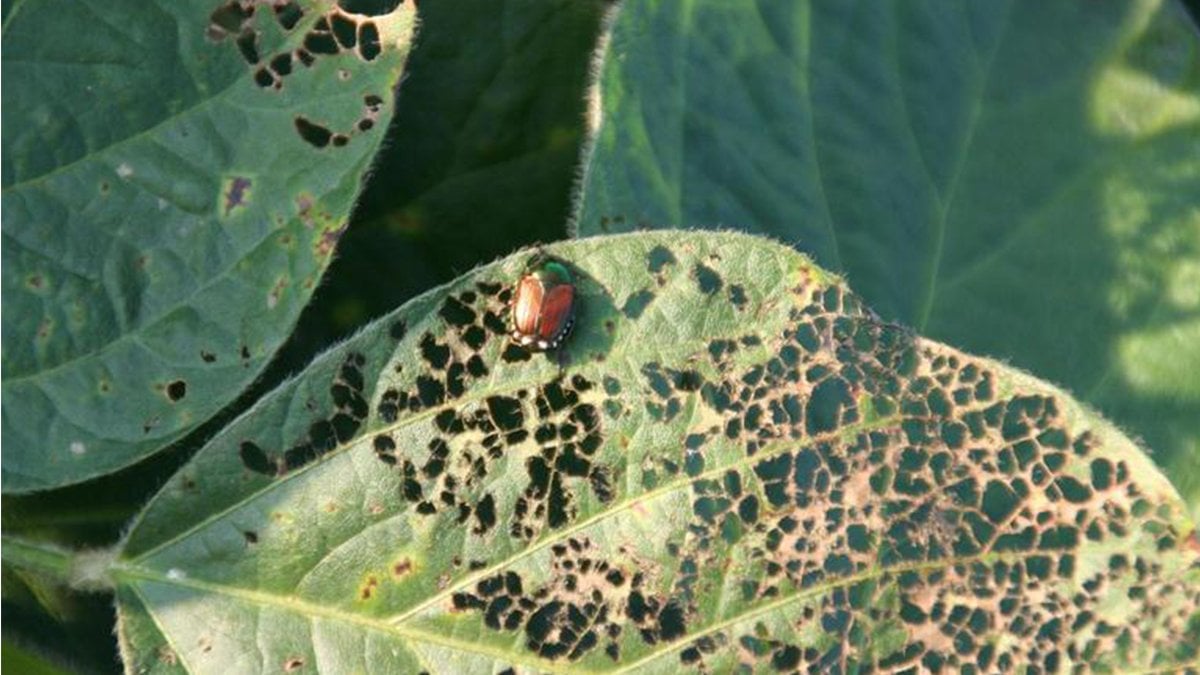 Bu böceği görürseniz yetkililere haber verin! Avrupa’yı esir aldı, sırada Türkiye mi var?