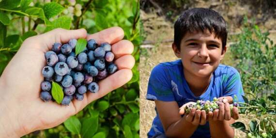 Ege’de bir ilk: Yaban ersini İzmir’de toprakta yetişti! 1 dönümden 400 TL’ye satılan hasat üreticiyi sevindirdi