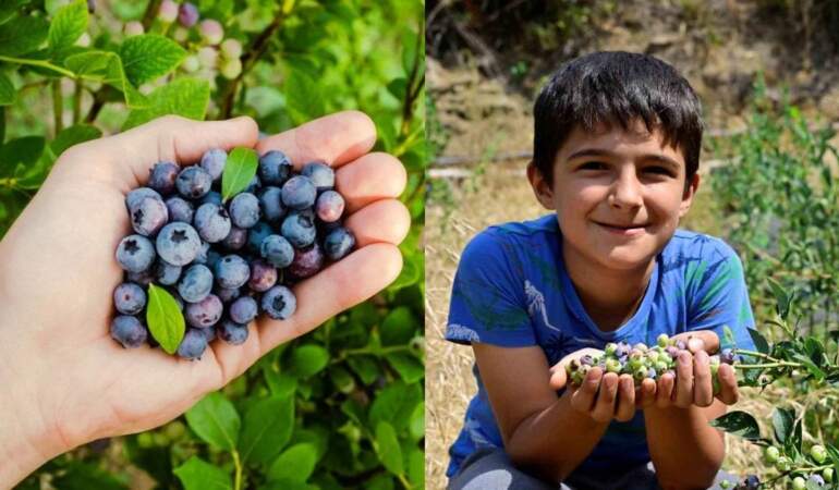 Ege’de bir ilk: Yaban ersini İzmir’de toprakta yetişti! 1 dönümden 400 TL’ye satılan hasat üreticiyi sevindirdi