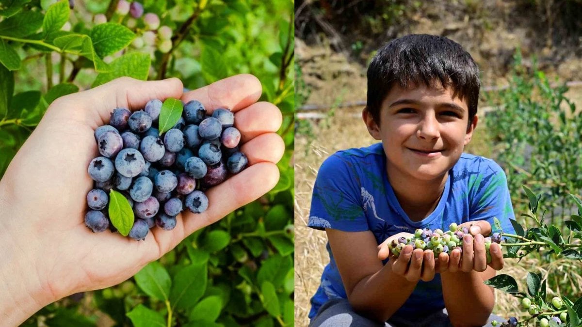 Ege’de bir ilk: Yaban ersini İzmir’de toprakta yetişti! 1 dönümden 400 TL’ye satılan hasat üreticiyi sevindirdi
