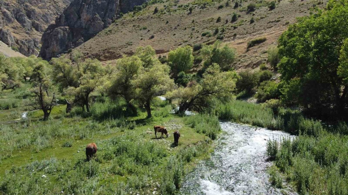 Erzincan’ın dünyaca ünlü şelalesinin hayat kaynağı keşfedildi! 9 ayrı kaynakla besliyor: Gören hayran kalıyor