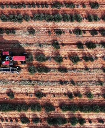 Konyalı çiftçilerin yüzünü güldüren proje! Litresi 2 bin 500 TL’den satılıyor: Konya’nın kıraç toprakları mor renkle şenlendi