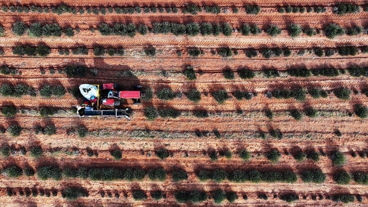Konyalı çiftçilerin yüzünü güldüren proje! Litresi 2 bin 500 TL’den satılıyor: Konya’nın kıraç toprakları mor renkle şenlendi