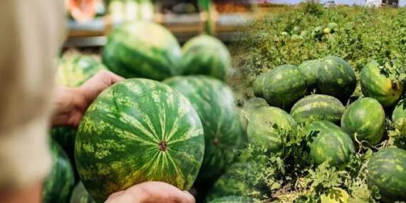 Marketten alınan her 10 liradan 6 lirası aracının cebine gidiyor! Çiftçinin isyanı: “Karpuzda yüzde 613 fark var!”