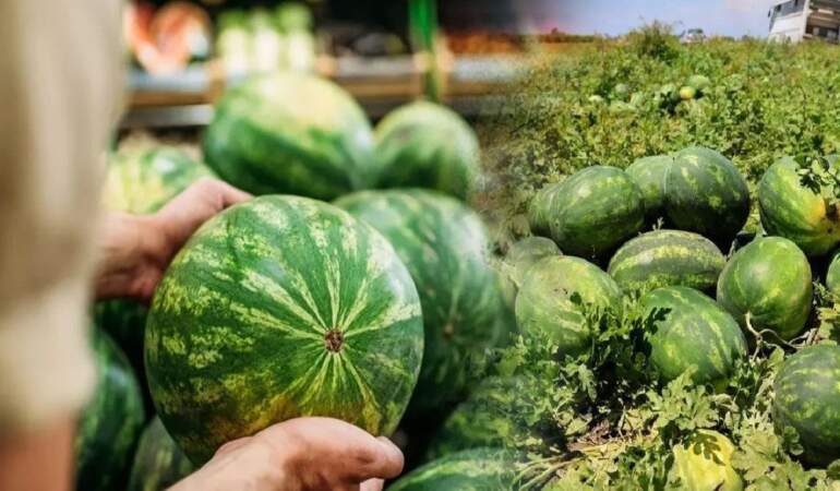 Marketten alınan her 10 liradan 6 lirası aracının cebine gidiyor! Çiftçinin isyanı: “Karpuzda yüzde 613 fark var!”
