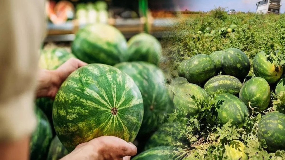 Marketten alınan her 10 liradan 6 lirası aracının cebine gidiyor! Çiftçinin isyanı: “Karpuzda yüzde 613 fark var!”