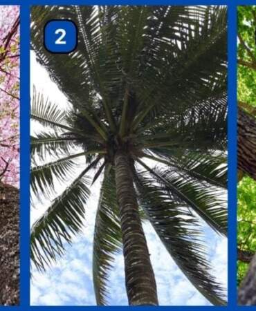 Kişilik testi: Gerçekten hırslı mısın yoksa mutlu musun? Bir ağaç seç, ortaya çıkaralım!