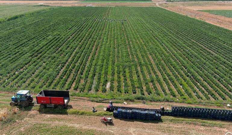 “Antalya değil, burada olmaz” dediler… Herkesi dinlemeyip tarlasına biber ekti, şimdi günde 14 ton topluyor!