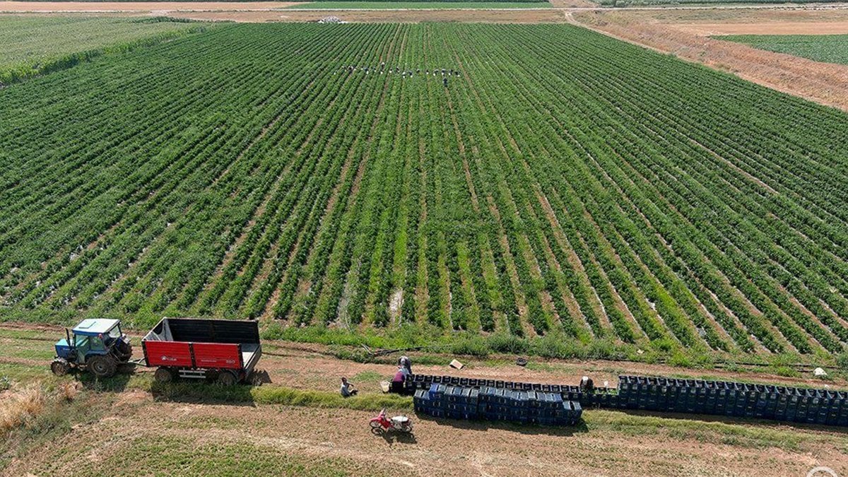 “Antalya değil, burada olmaz” dediler… Herkesi dinlemeyip tarlasına biber ekti, şimdi günde 14 ton topluyor!