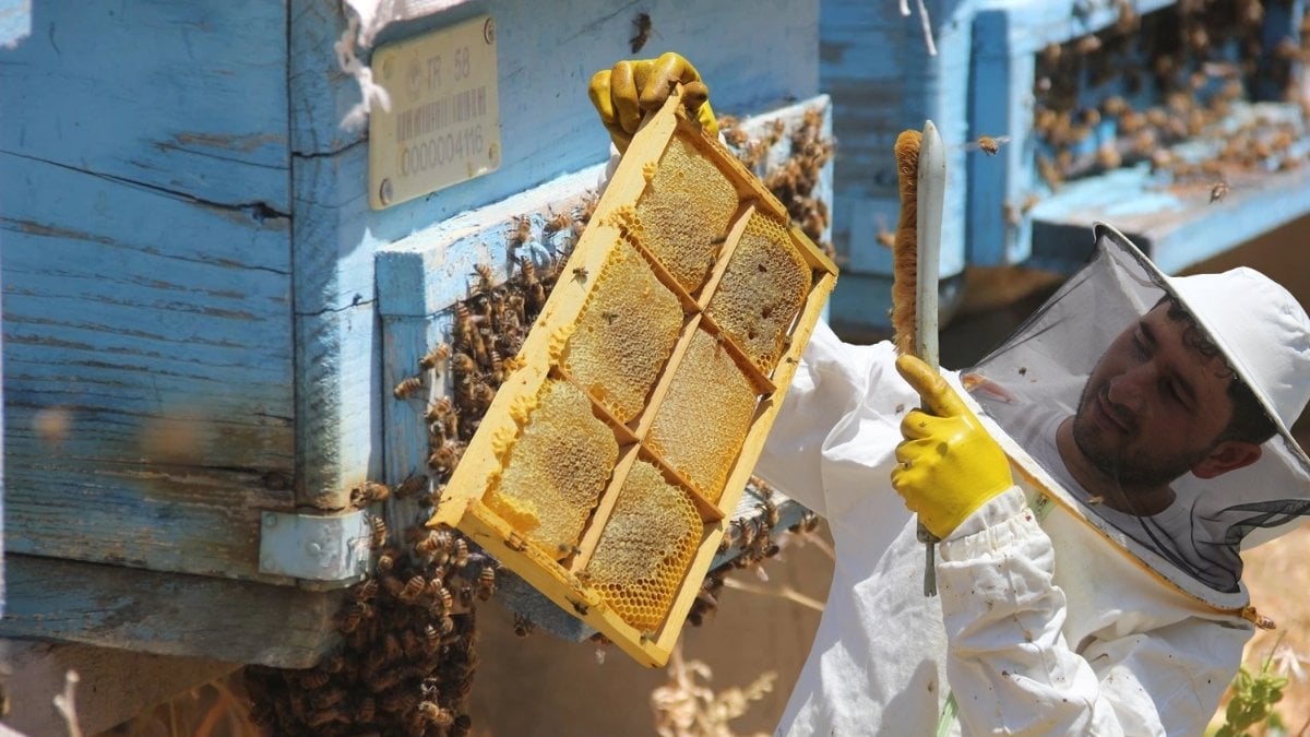 Bu bal başka bal! Bayburt yaylalarında ‘altın’ hasadı başladı: Sıcak hava etkilemedi, verimiyle üreticiyi mutlu etti