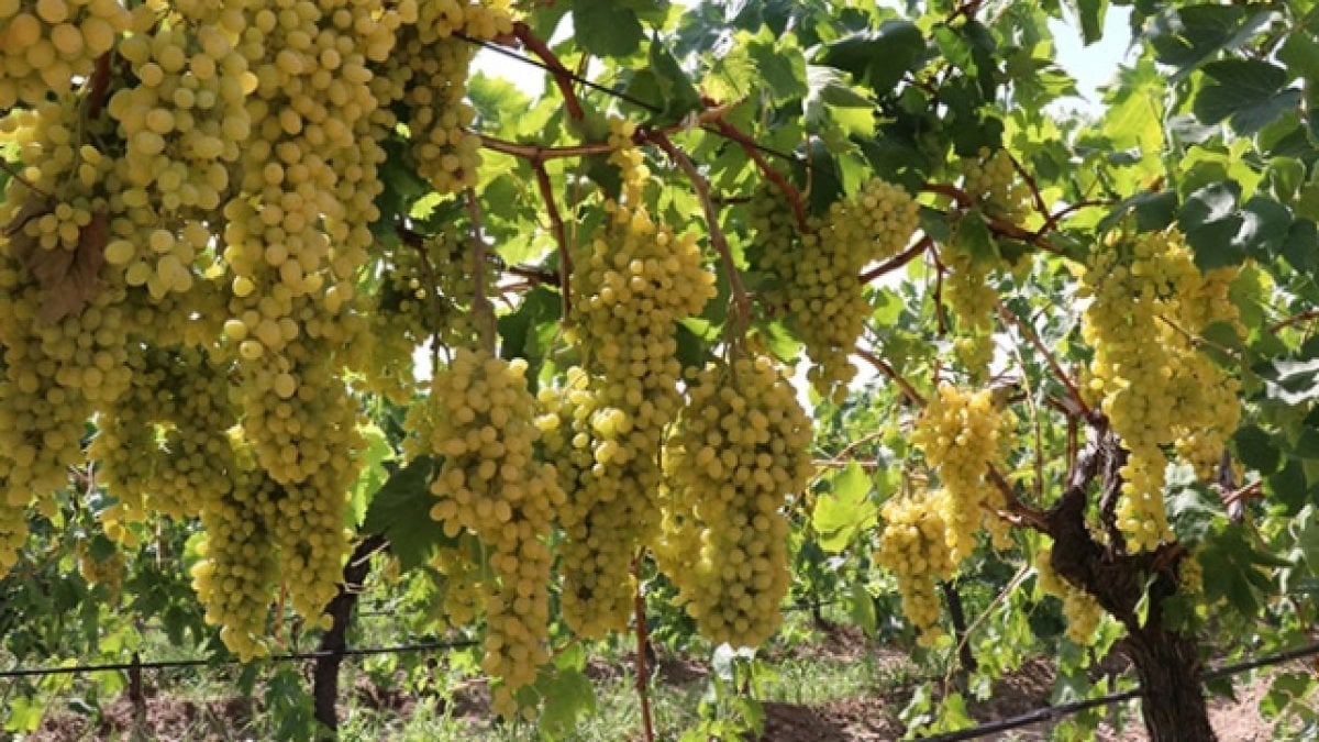 Olumsuz havaya rağmen verimli sezon! Ege’nin incisinde hasat başladı: 65 bin ton üzüm dünya sofralarında!
