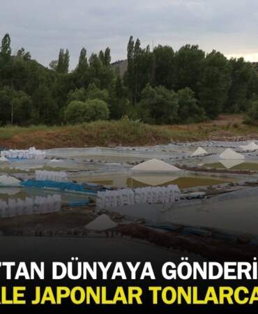 Sivas’tan çıkıyor Japonlar akın ediyor! Kiloyla değil tonlarca alıyorlar: Her sofranın vazgeçilmezi