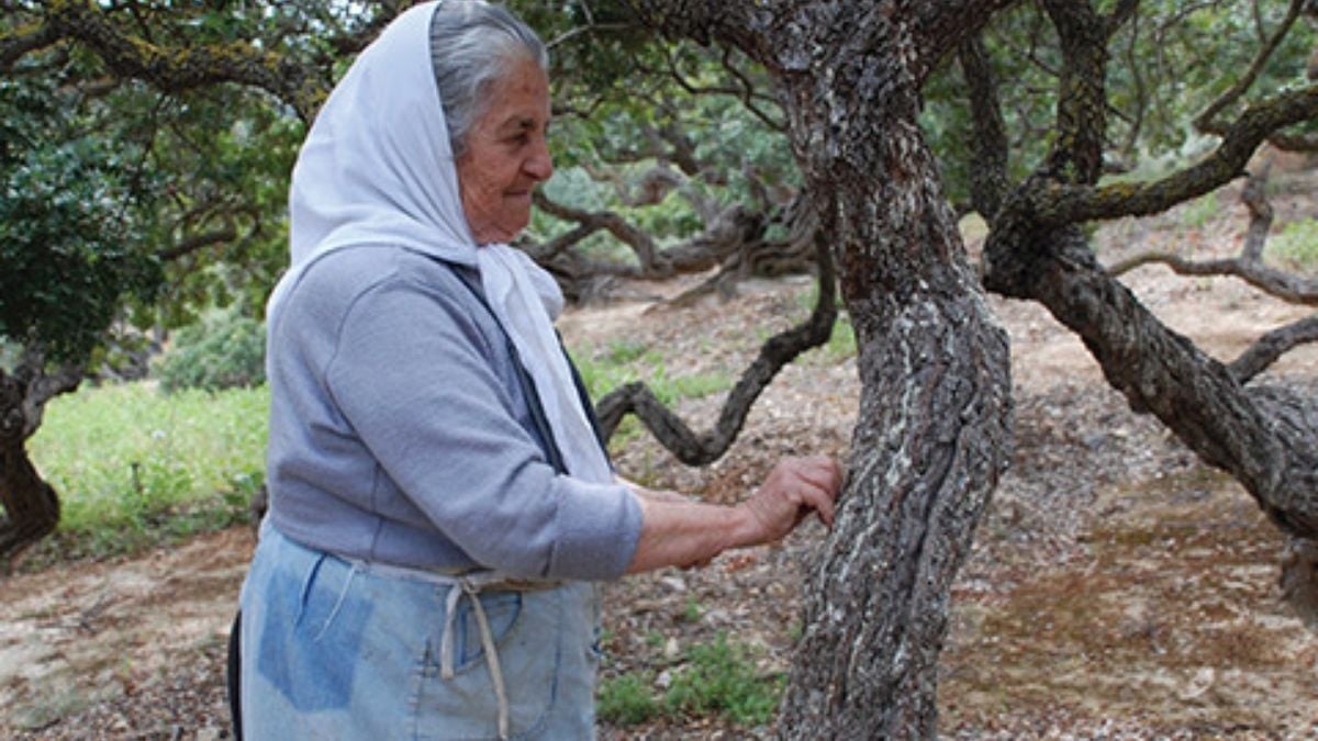 Dünyada bir Yunanistan’da bir de Türkiye’de bulunuyor! Başka yerde imkansız… Kilosu 15.000 TL’den kapış kapış gidiyor