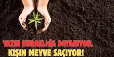 Kuraklıkta bile meyve veriyor! Yazın ekin, kışın bol bol tüketin: Bu ağaçta tasarruf ve lezzet bir arada