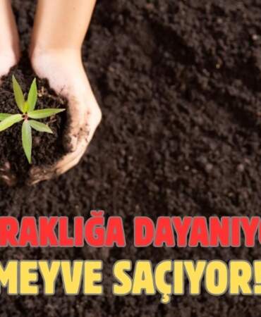 Kuraklıkta bile meyve veriyor! Yazın ekin, kışın bol bol tüketin: Bu ağaçta tasarruf ve lezzet bir arada