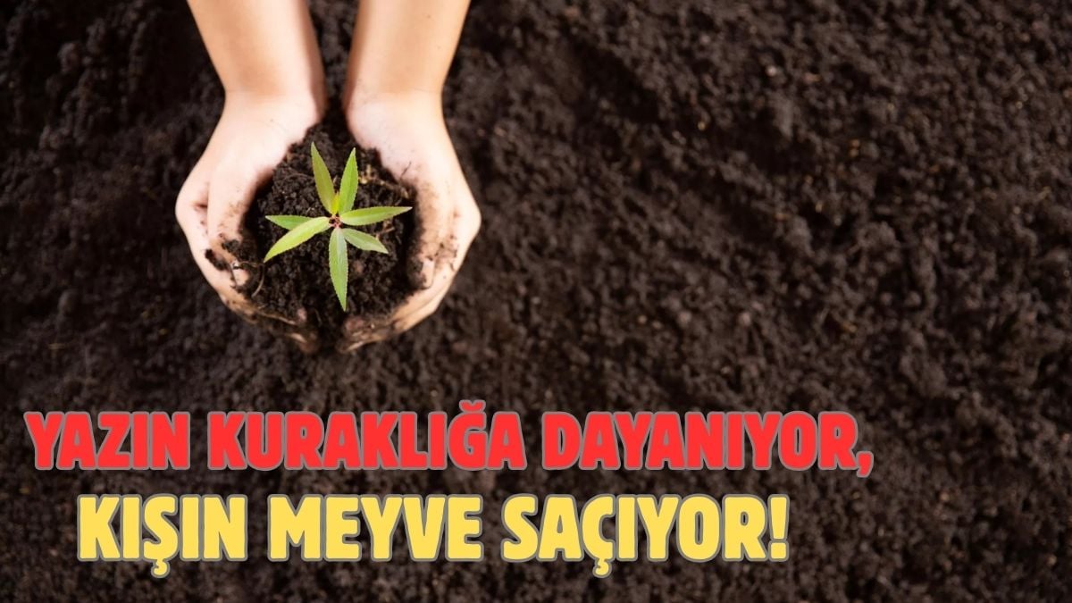 Kuraklıkta bile meyve veriyor! Yazın ekin, kışın bol bol tüketin: Bu ağaçta tasarruf ve lezzet bir arada