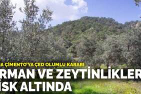 Soma Çimento’ya ÇED olumlu kararı: Orman ve zeytinlikler risk altında