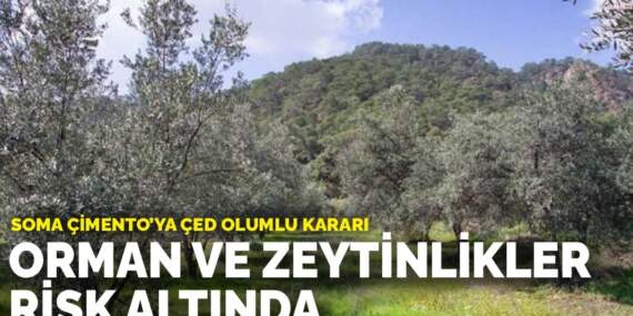 Soma Çimento’ya ÇED olumlu kararı: Orman ve zeytinlikler risk altında
