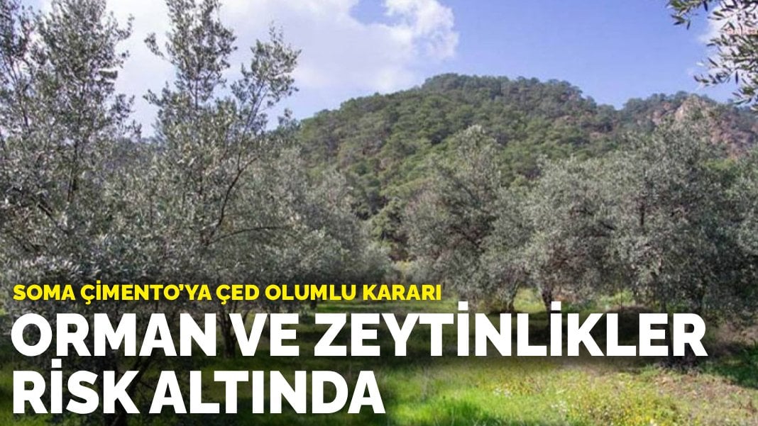 Soma Çimento’ya ÇED olumlu kararı: Orman ve zeytinlikler risk altında