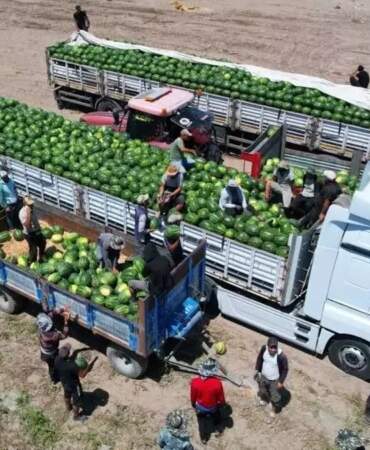 Kilosu 10 liradan satılıyor, üretimin yüzde 25’ini burası karşılıyor! İlk hasat yapıldı, 8 tonluk verim alındı