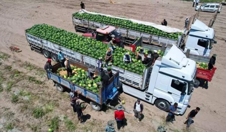 Kilosu 10 liradan satılıyor, üretimin yüzde 25’ini burası karşılıyor! İlk hasat yapıldı, 8 tonluk verim alındı