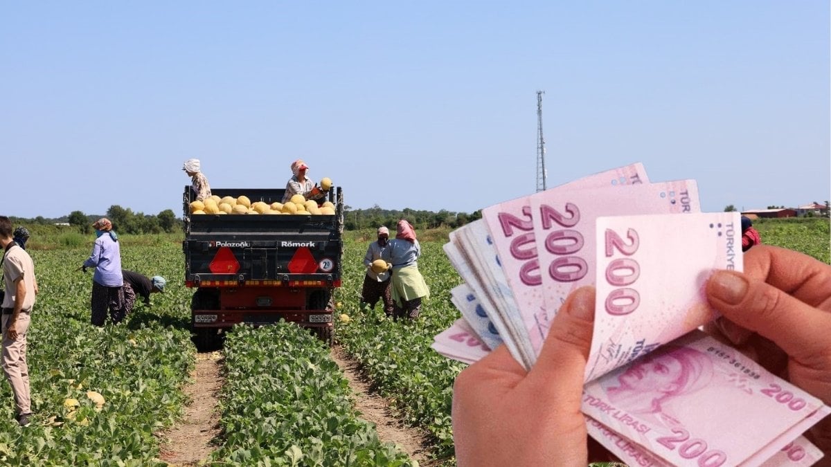 Tarlada 2, markette 8,5 TL! Tarımda planlama eksikliği fiyatları vurdu: Ne üreticinin ne müşterinin yüzü güldü