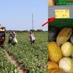 Tarlada 2 TL, markette 8,5 TL! Karpuz ve kavun fiyatlarındaki fahiş fark görüntülendi: Tarlada 9 TL olan kavun markette 25 TL!
