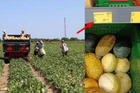 Tarlada 2 TL, markette 8,5 TL! Karpuz ve kavun fiyatlarındaki fahiş fark görüntülendi: Tarlada 9 TL olan kavun markette 25 TL!