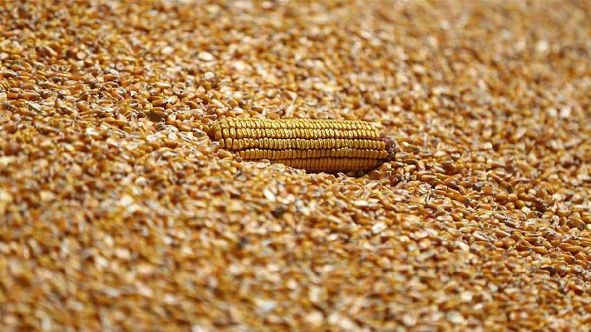 2025 yılı mısır alım fiyatları belli oldu