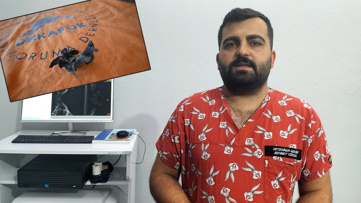 Antalya’da siyam ikizi yavru caretta caretta görüntülendi