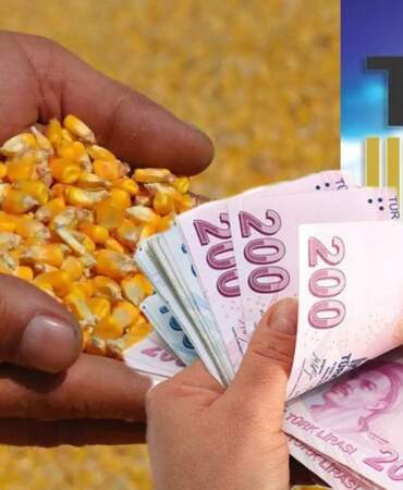 Çiftçiler dikkat! Mısır alım fiyatları açıklandı: Ton başına ne kadar destek verilecek?