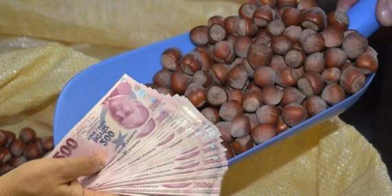 Fındık üreticisine müjde: Fiyatlar TMO’nun üzerine çıktı! Uzmanlardan ‘Daha da yükselecek’ uyarısı