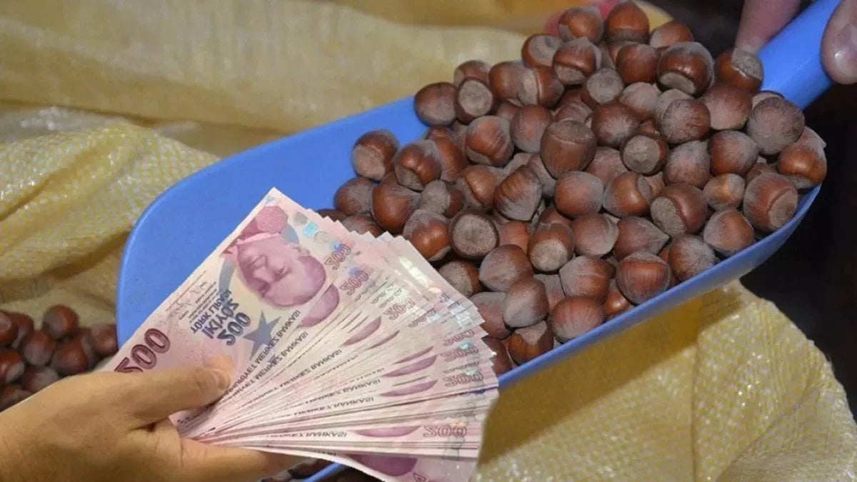 Fındık üreticisine müjde: Fiyatlar TMO’nun üzerine çıktı! Uzmanlardan ‘Daha da yükselecek’ uyarısı