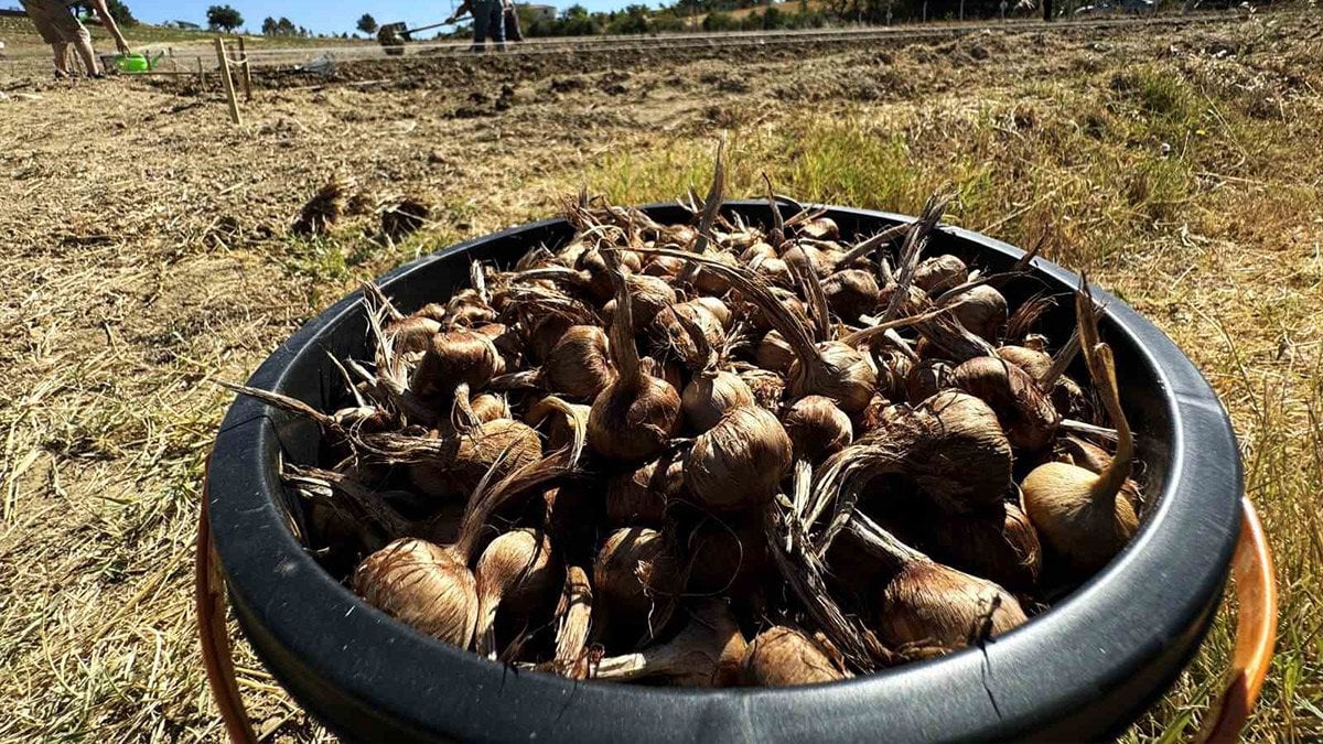 Dünyanın en pahalı baharatı Safranbolu’da toprakla buluşuyor