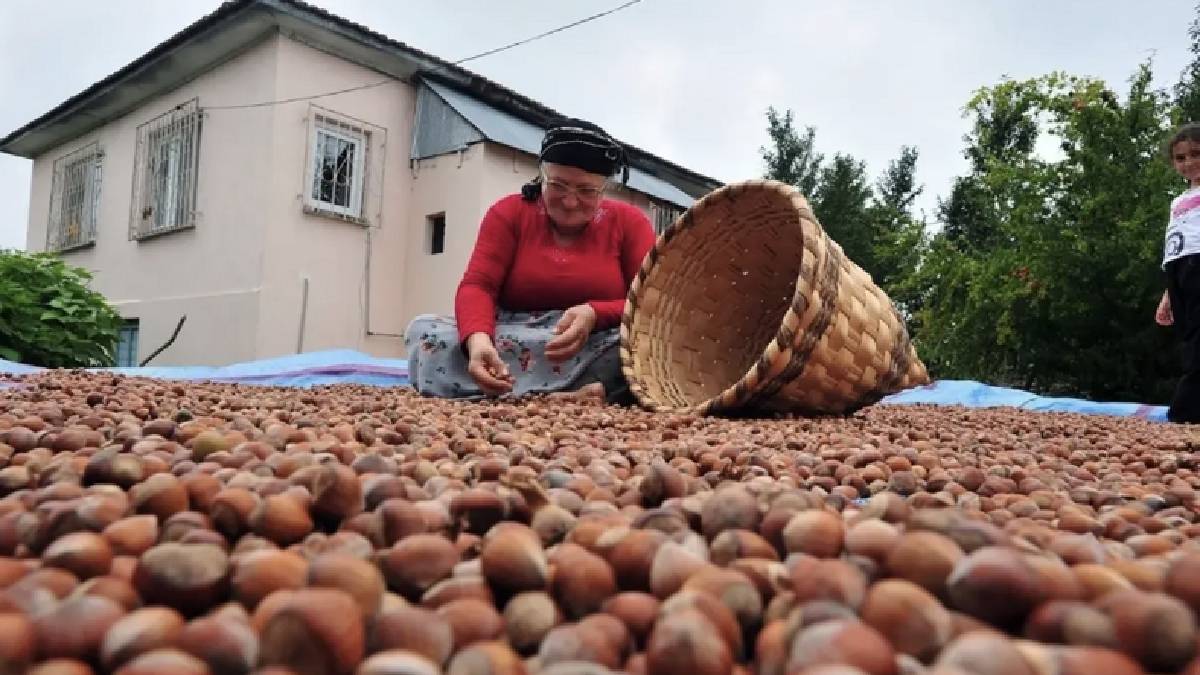 Emekli fındık üreticilerine büyük müjde! Fındığın kilosuna ek ödeme başlıyor