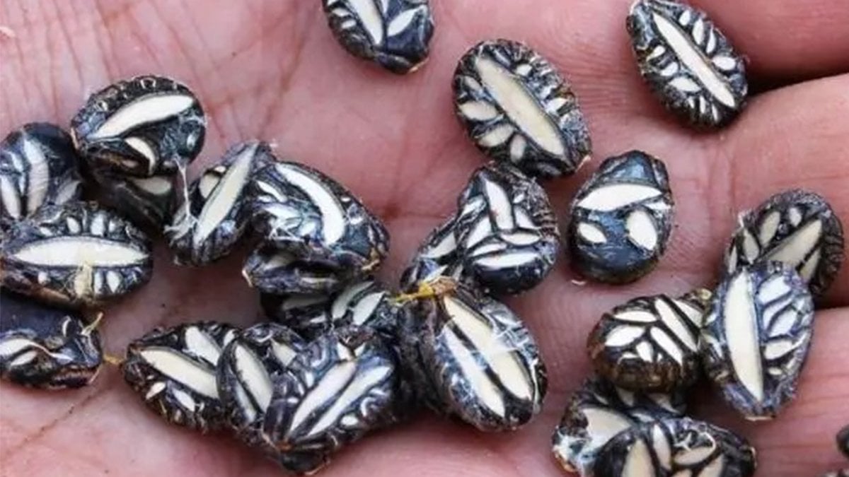 Düzce’den tarım devrimi: Artık kavun ve karpuz kasımın sonuna kadar yiyebileceğiz