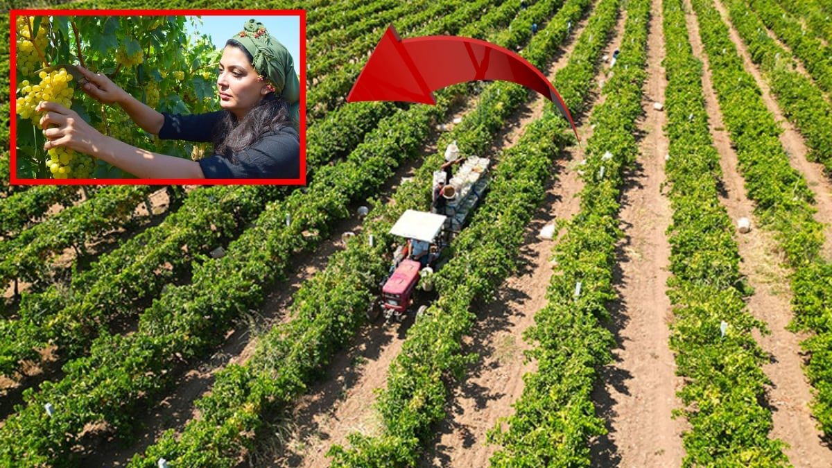 40 derece sıcağın altında zorlu mesai! Hasadı başladı ama yüzleri güldürmedi: Manisa’nın gözbebeğinde verim düşük