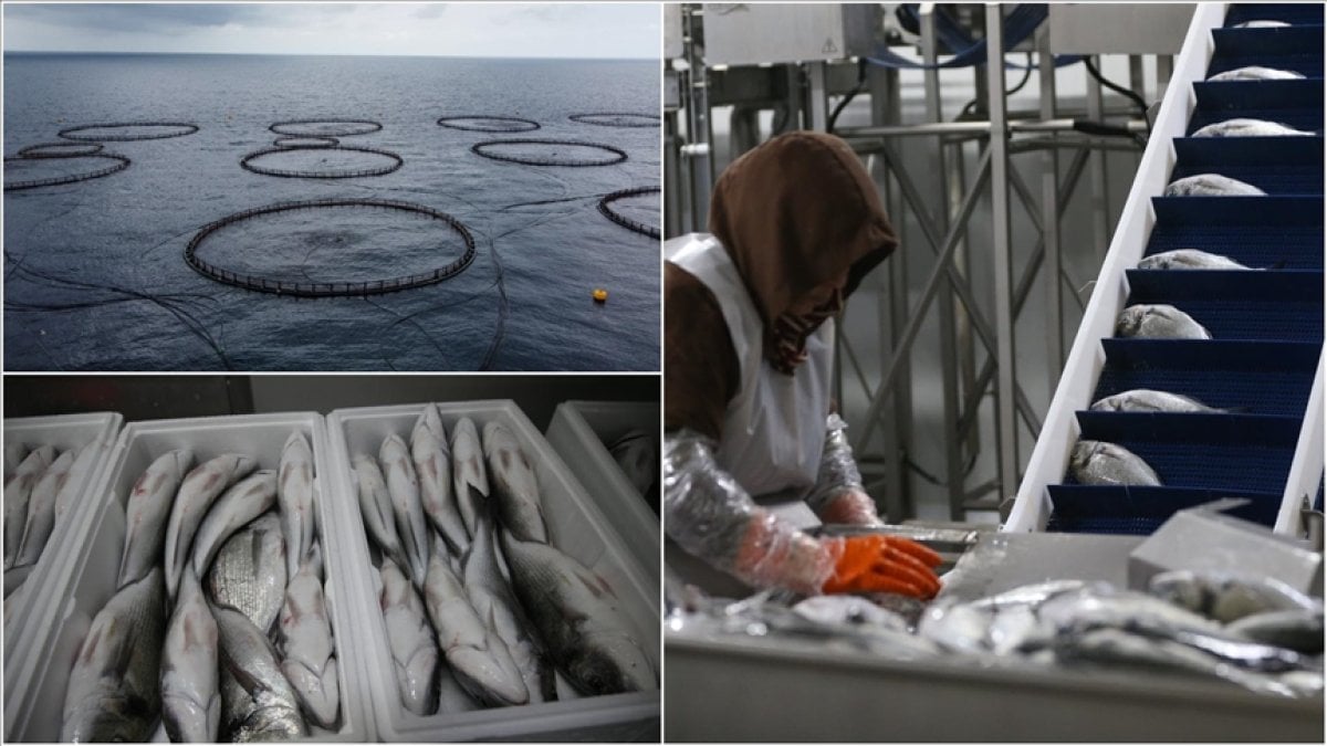 2019’da başladı, şimdi tonlarca üretiyor! 70 kişiyeekmek kapısı oldu: Hatay’dan Avrupa sofralarına! Yüzde 90’ı ihraç ediliyor!