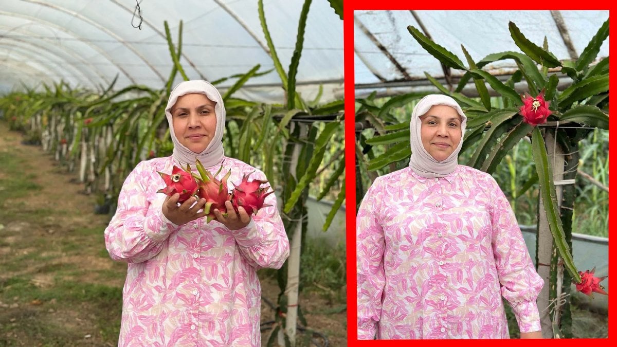 Samsun’da bir ilk: Kadın girişimci, Çarşamba Ovası’nda yetiştirdiği ejder meyvelerinde hasada başladı
