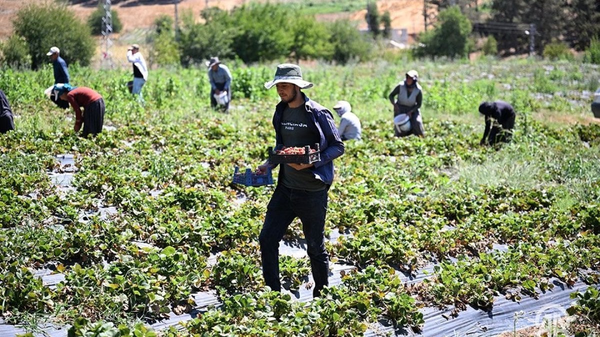 Çilek sezonu bir tek orada bitmedi! 5 bin ton üretiyor 50 ülkeye gönderiyor