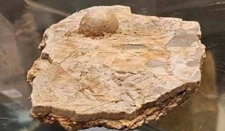 Avustralya’da 100 milyon yıllık fosil inci bulundu