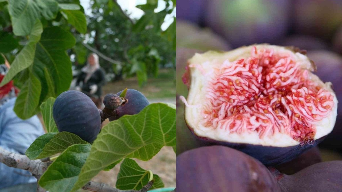 İngiltere Düşesi bile bunu tüketti: ‘Kraliçe’ incirinde hasat başladı! Zirai dona rağmen fiyatlar üreticiyi mutlu etti